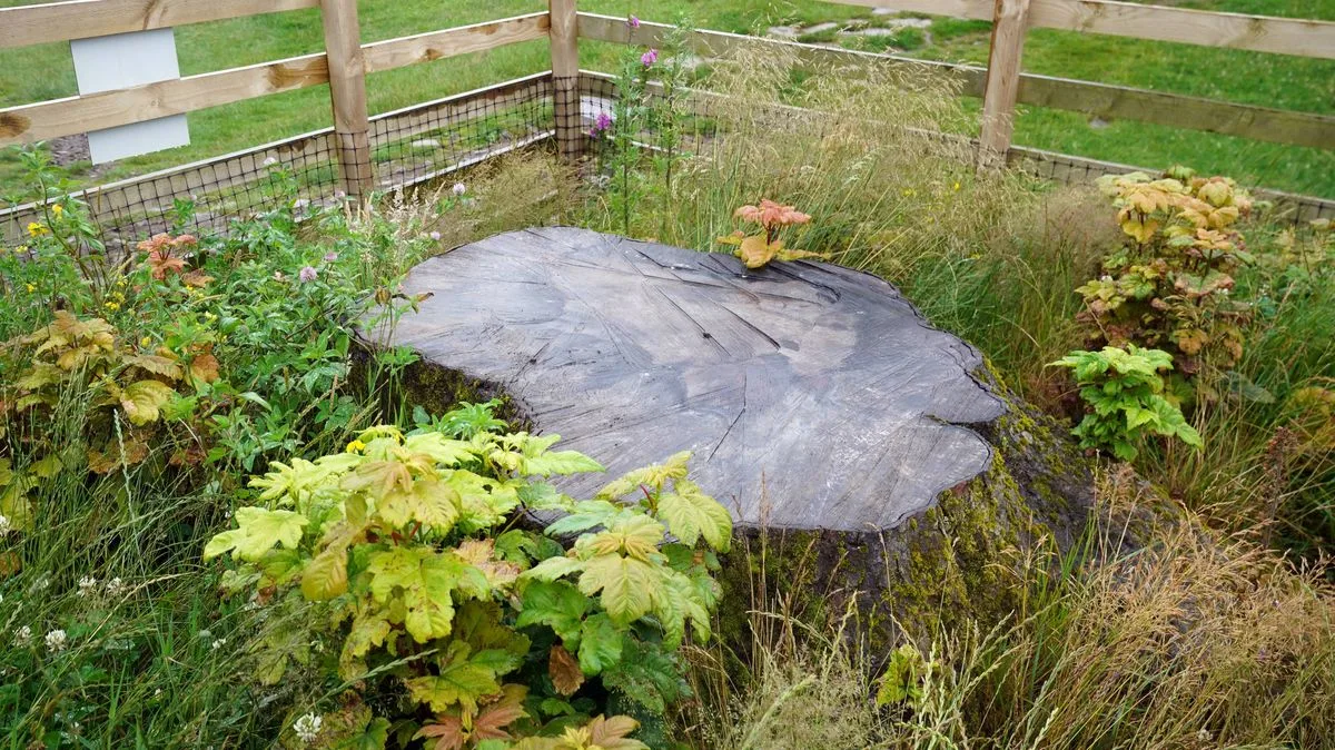 Sycamore Gap Tree Stump Gets Protective Cage to Aid Recovery