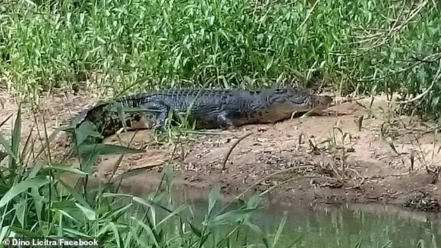 Giant 3.5m Saltwater Crocodile on the Loose in Queensland, Escaped Farm Suspected