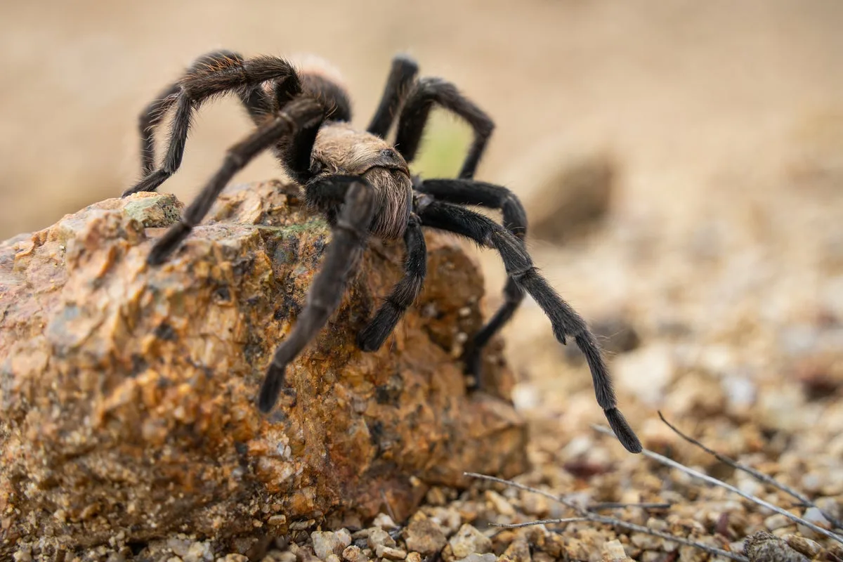 Tarantula Invasion Hits US States During Mating Season