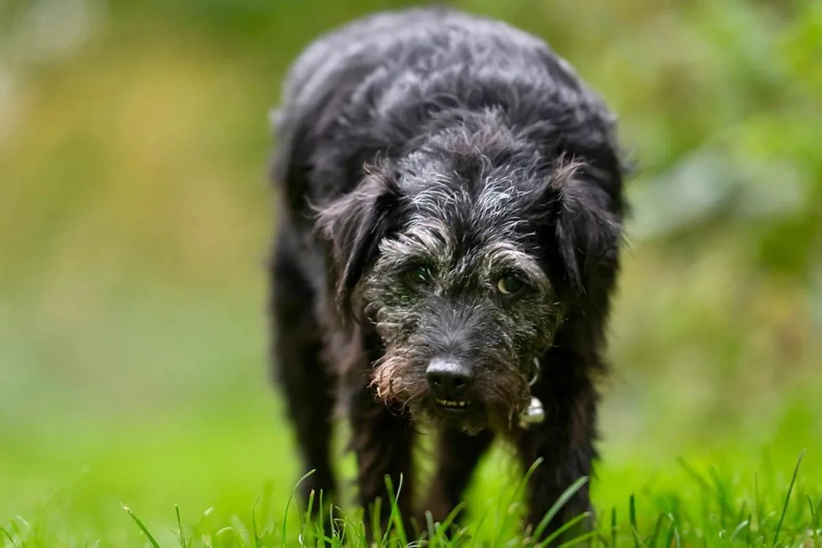 Beloved BBC Canine Star Ted Dies at 13; Mortimer and Whitehouse Pay Tribute