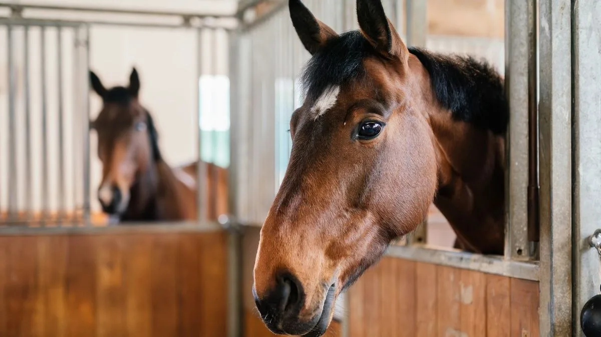 Teen Girl Arrested for Stabbing Three Horses at Las Vegas Event
