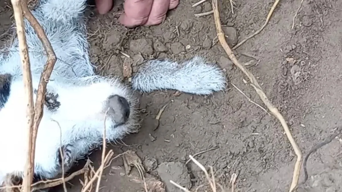Terrier Survives 48 Hours Buried in Mud in Yorkshire