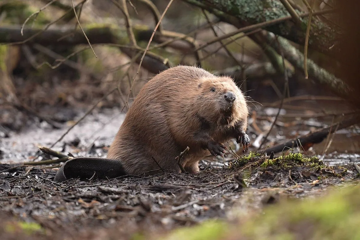 Beavers Suspected in Texas Dam Breach That Triggered Evacuations