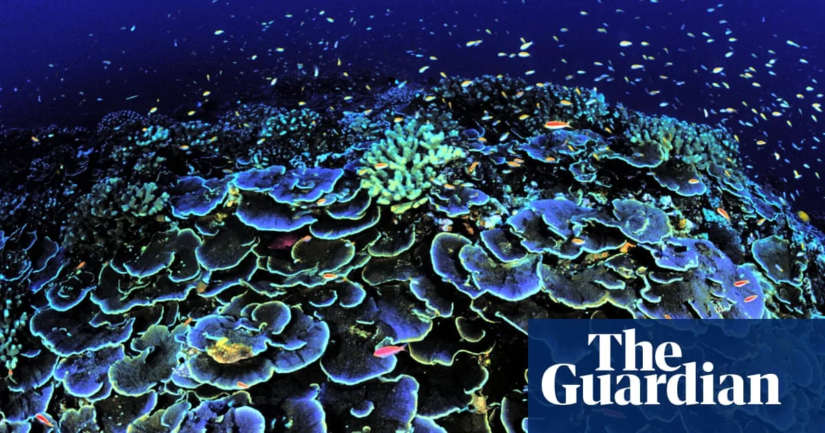Ping-pong sponges and 'black smokers': the hidden wonders of the deep sea
