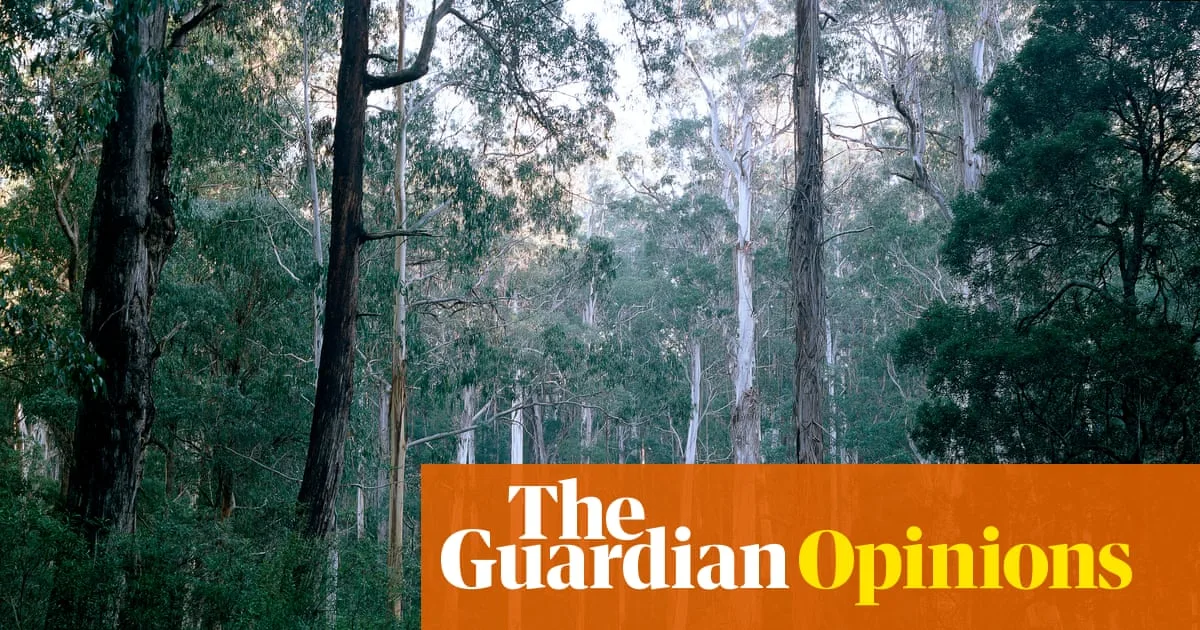 How Daily Forest Walks Transformed My Writing: A Writer's Creative Awakening