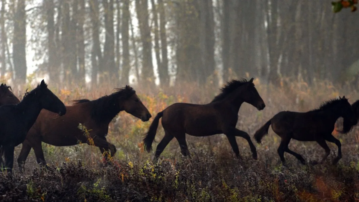 Robert-Francois Damiens: The Man Torn Apart by Horses for Attempted Regicide