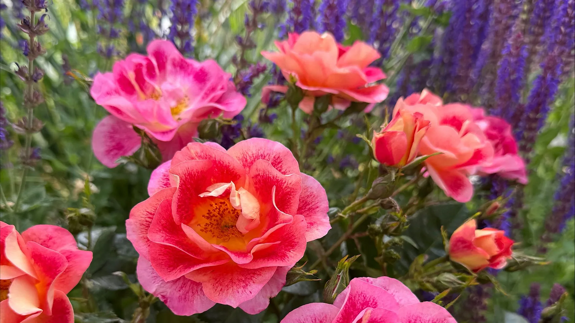 The One Show Marks 20 Years with Special Rose at Chelsea Flower Show