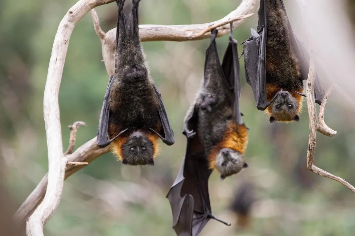 Thousands of Bats Die in Australian Heatwave