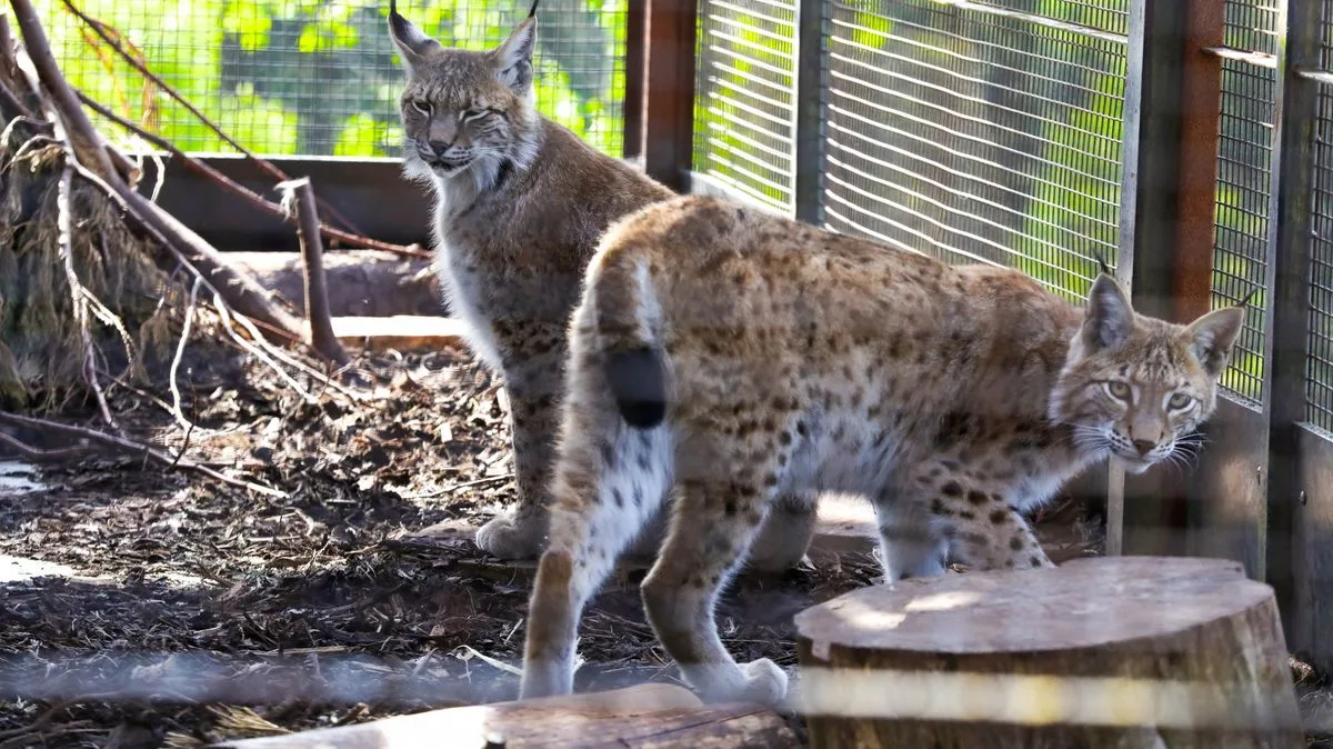 Three Lynx Rescued After Illegal Release in Highlands Named by Local Children