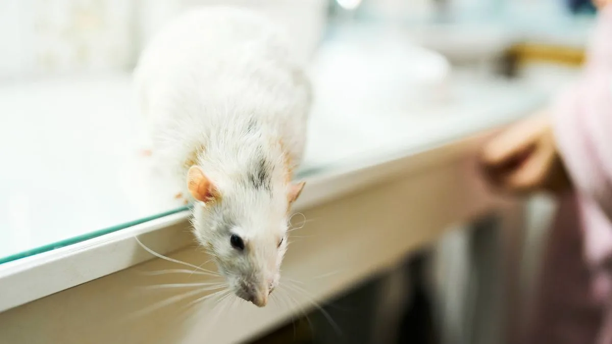Three Natural Scents That Rats Despise Will Keep Them Out