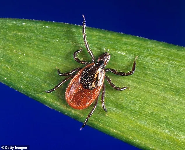 Tick-Borne Babesiosis Poses Rising Threat, New York Study Finds