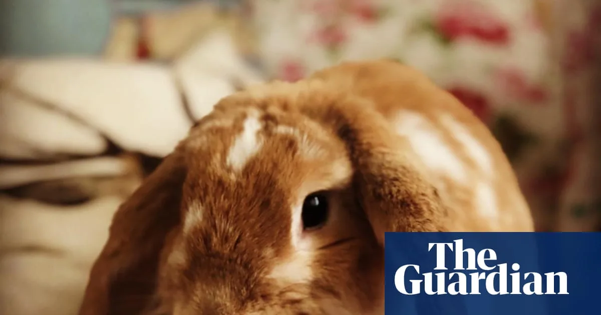 Tilly The Rabbit Taught Us About Parenthood