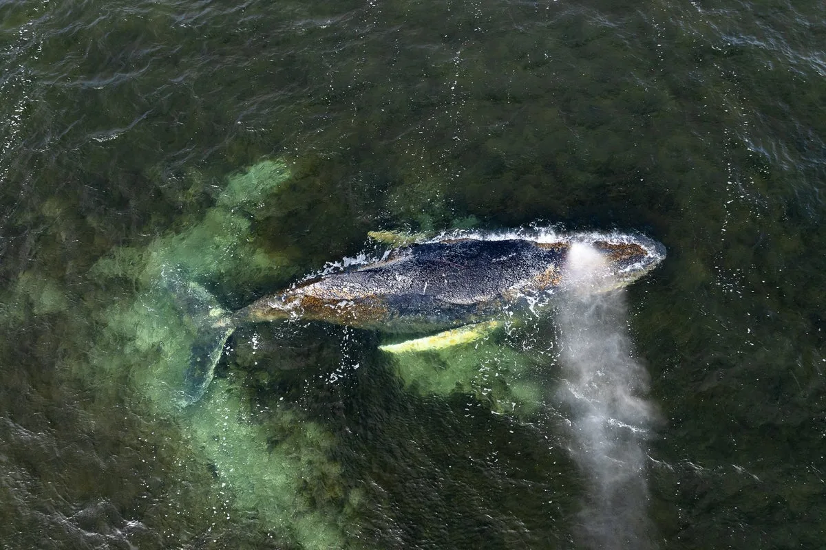 Timmy the Whale's Carcass Brought Ashore on Danish Beach