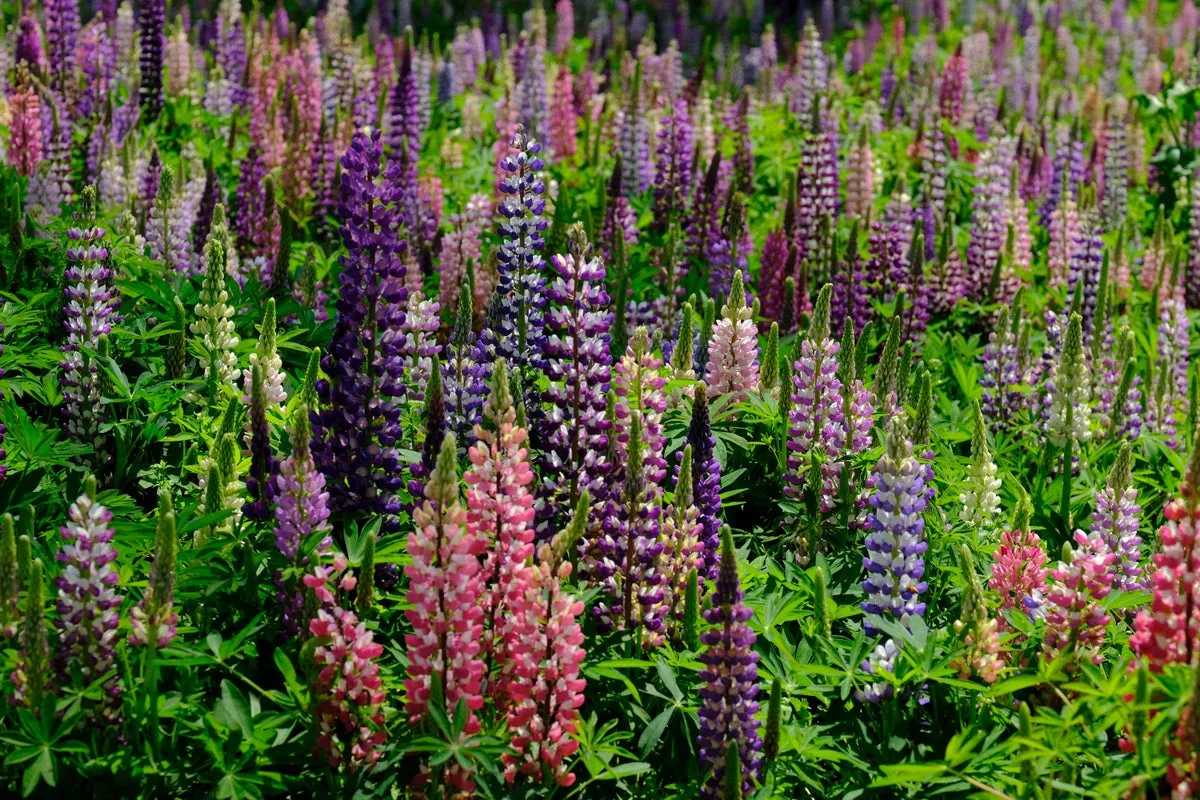 Top 9 UK Gardens for a Perfect Summer Day Out