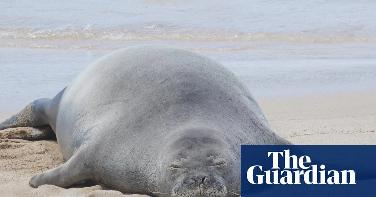 Tourist Accused of Throwing Rock at Rare Hawaiian Seal Claims He Was Protecting Turtles