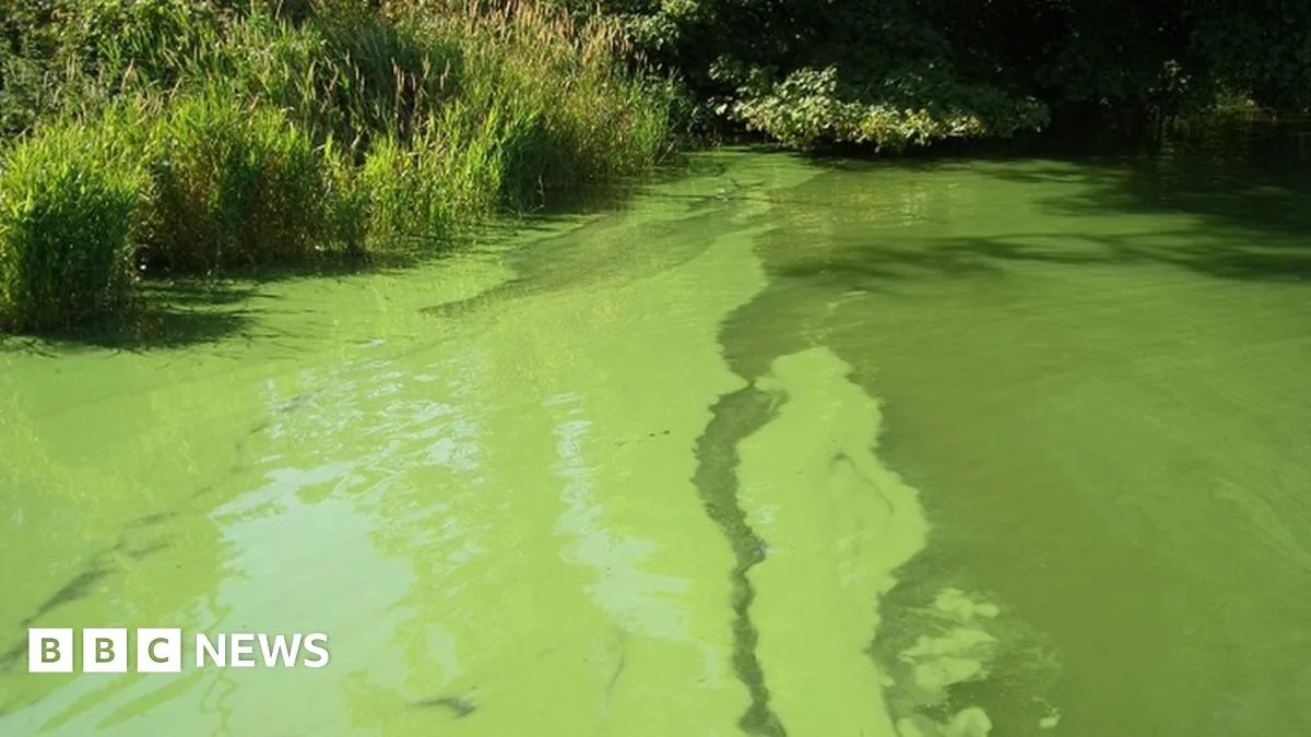 Toxic Algae Warning for Dog Owners as Reports Rise Across UK