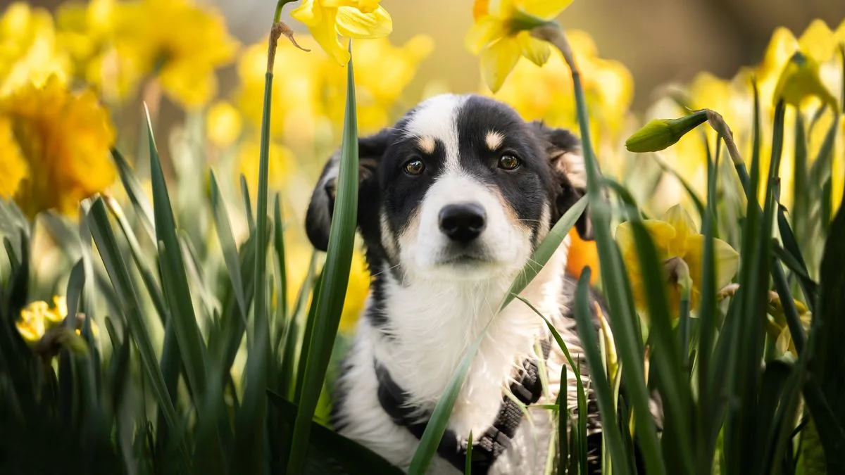 Spring Flower Warning for Dog and Cat Owners