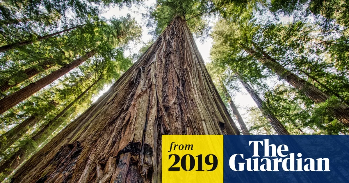 Man Killed by Falling Redwood Tree in California National Park