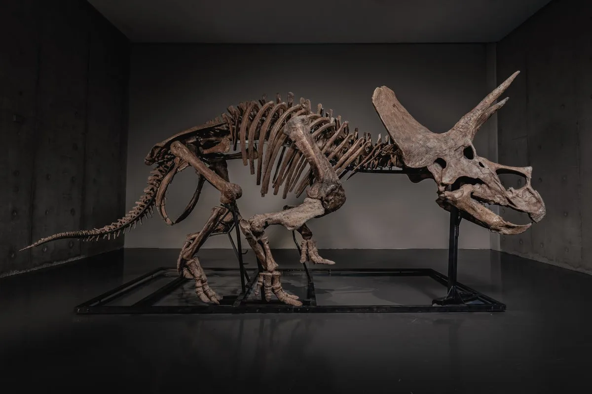 Triceratops Trey Auction Highlights Dinosaur Market Boom