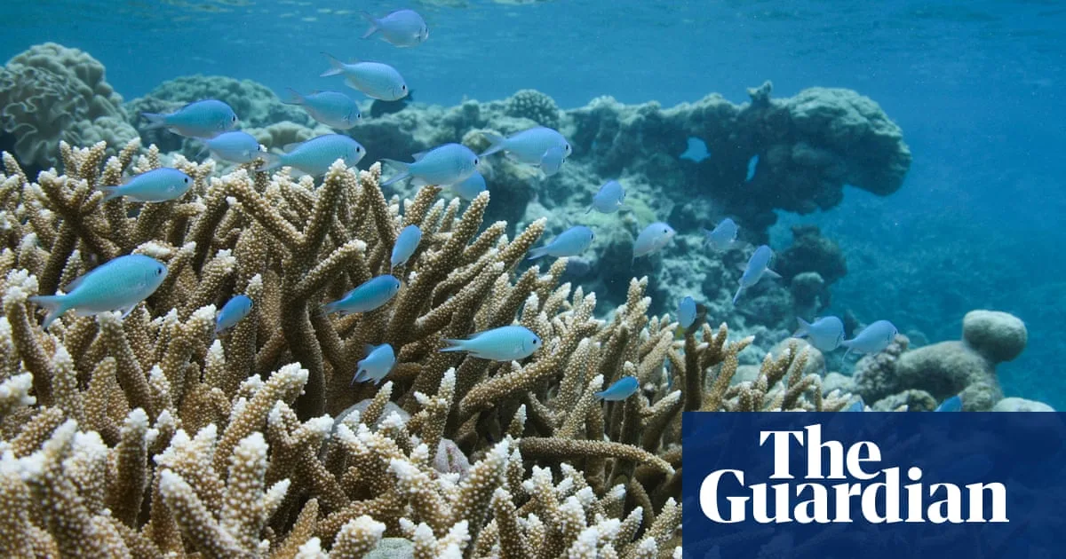 Trump Plan May Allow More Shark Fishing Threatening Species