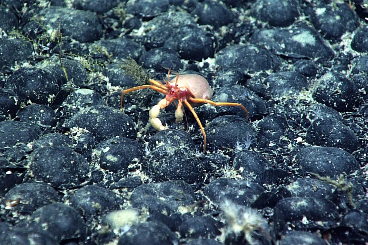 Trump's Deep-Sea Mining Push Fuels New Companies and Fast-Tracked Rules