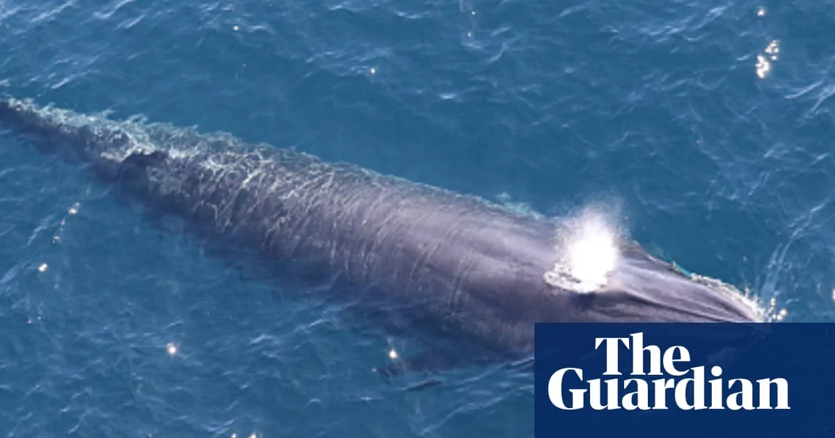 Trump’s ‘God Squad’ Weighs Endangered Species Exemption for Gulf Drilling