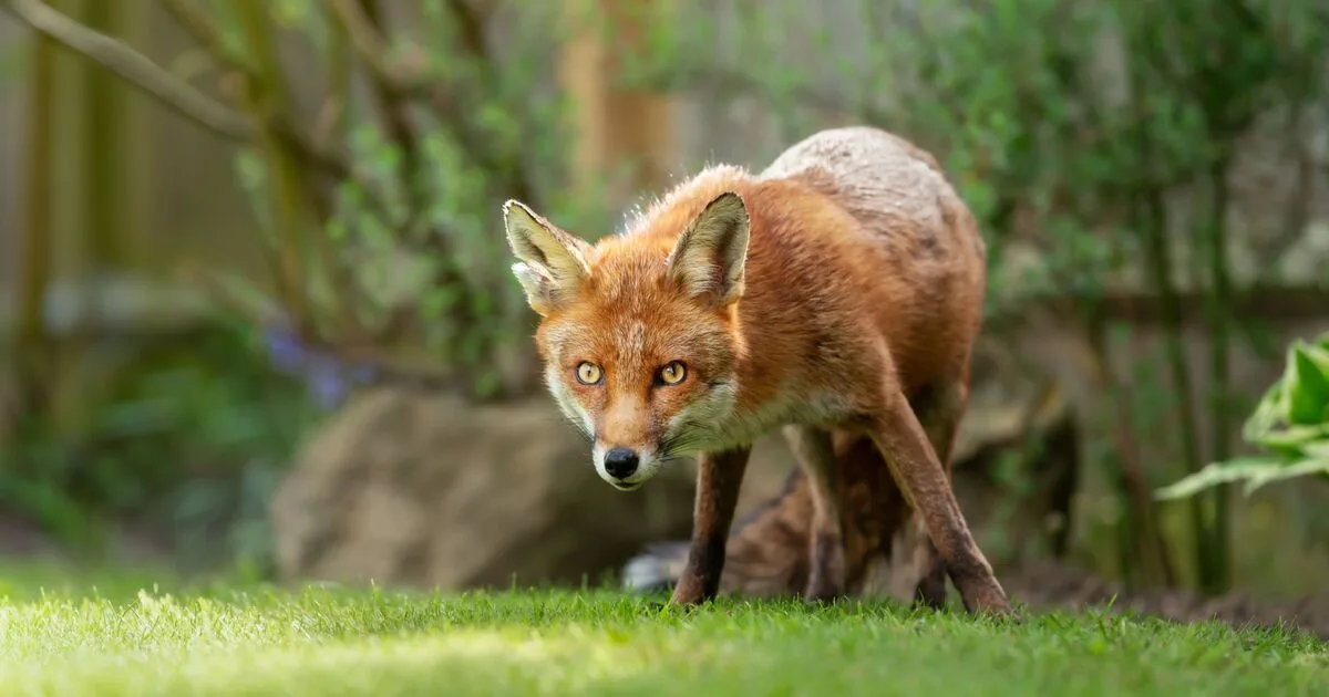 Two Simple Kitchen Items That Keep Foxes Out of Your Garden
