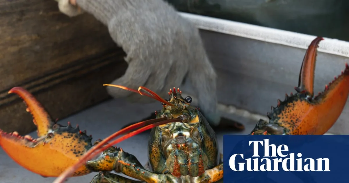 UK Bans Boiling Lobsters Alive in Animal Welfare Move