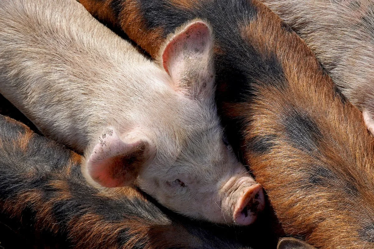 UK blocks Spanish pork imports after African swine fever outbreak