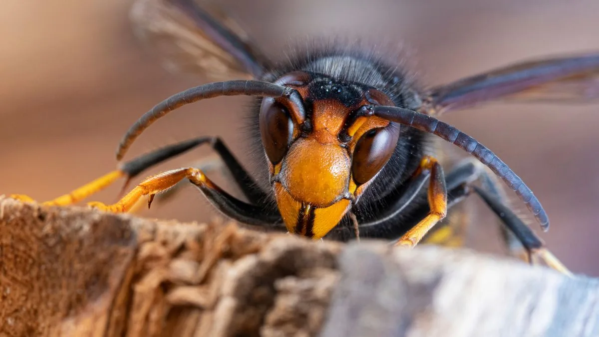 UK Braces for Asian Hornet Invasion Amid Heatwave