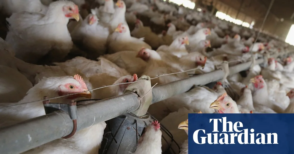 UK Officials Briefed on Allowing Chlorinated Chicken Imports, Documents Reveal
