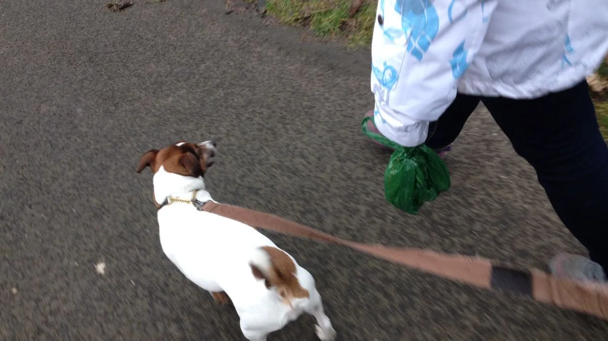 Councils Confirm Which Bin Dog Poo Goes In – Check Your Area