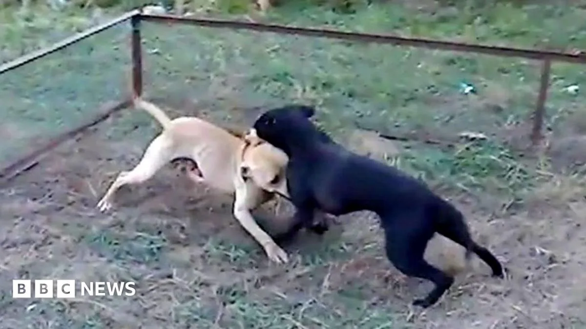 Inside the Illegal World of Organised Dogfighting: UK Epidemic Exposed