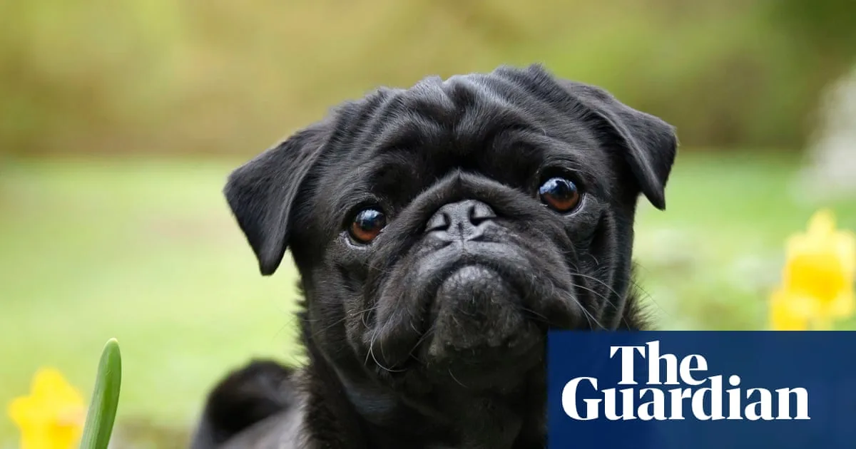 UK Dog Registrations Shift: French Bulldogs and Pugs Decline as Awareness Grows