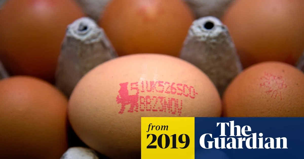 Dozens Hospitalised in UK Egg Salmonella Outbreak Despite Safety Assurances
