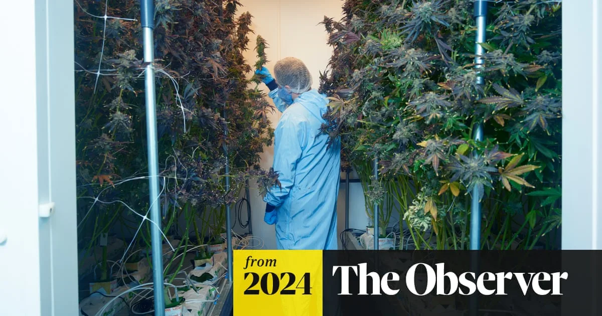 UK Experts Sound Alarm on Cannabis Addiction Crisis