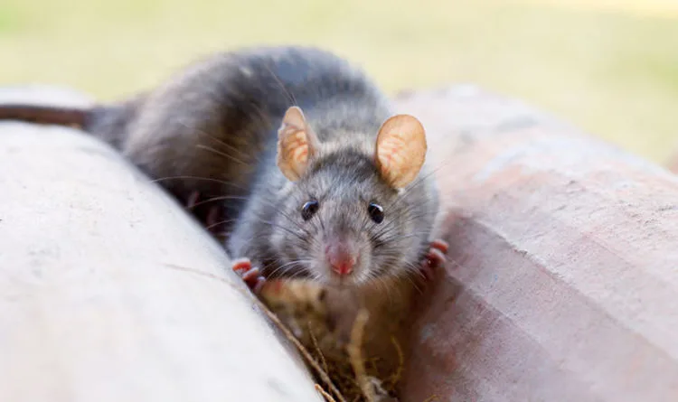 UK Heatwave to Trigger Alarming Rat Infestation Surge