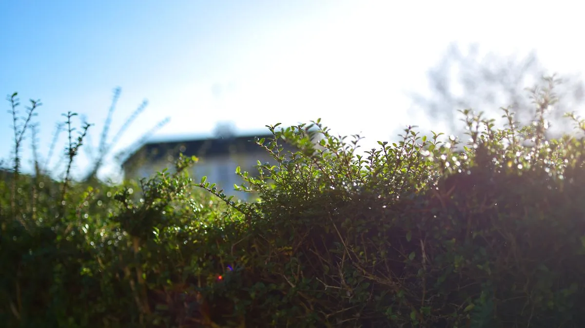 UK Hedge Cutting Legal Rights: Can I Trim My Neighbour's Hedge?