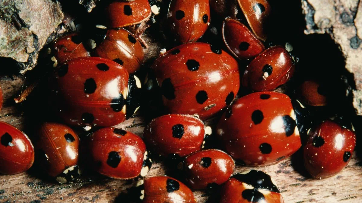Ladybird Invasion: Why UK Homes Are Swarming