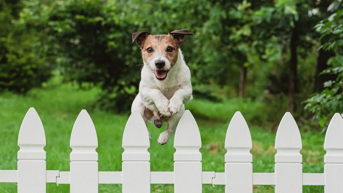 UK Law: Neighbour's Cat in Your Garden as Toilet