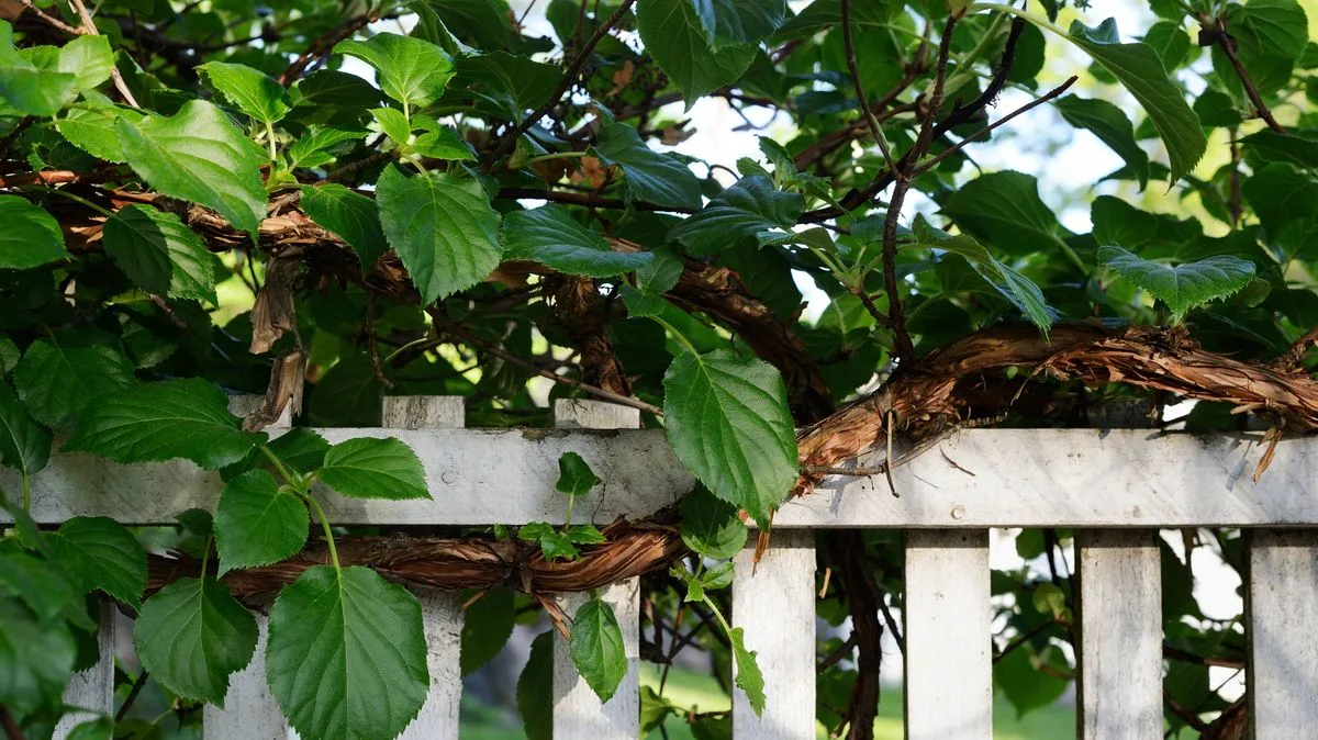 Neighbour's Overhanging Tree Branches and Roots: Your Legal Rights Explained