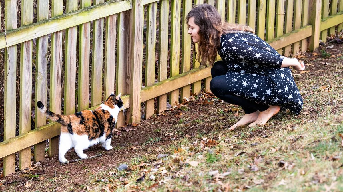 UK Laws on Stray Cats and Dogs: Your Legal Rights Explained