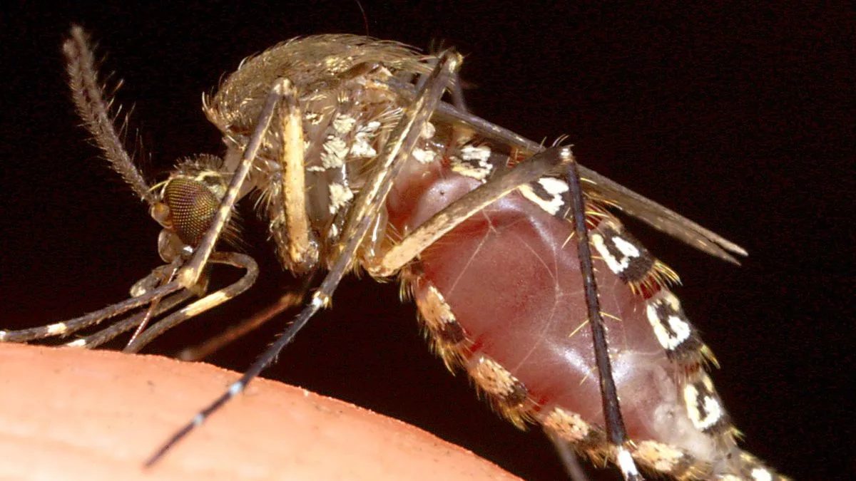 UK Faces Mosquito Invasion After Wet Weather, Expert Warns