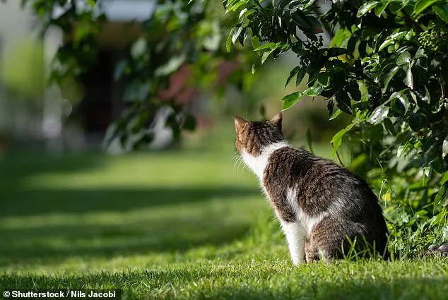 How to Stop Neighbour's Cat Pooing in Your Garden: UK Rules and Tips