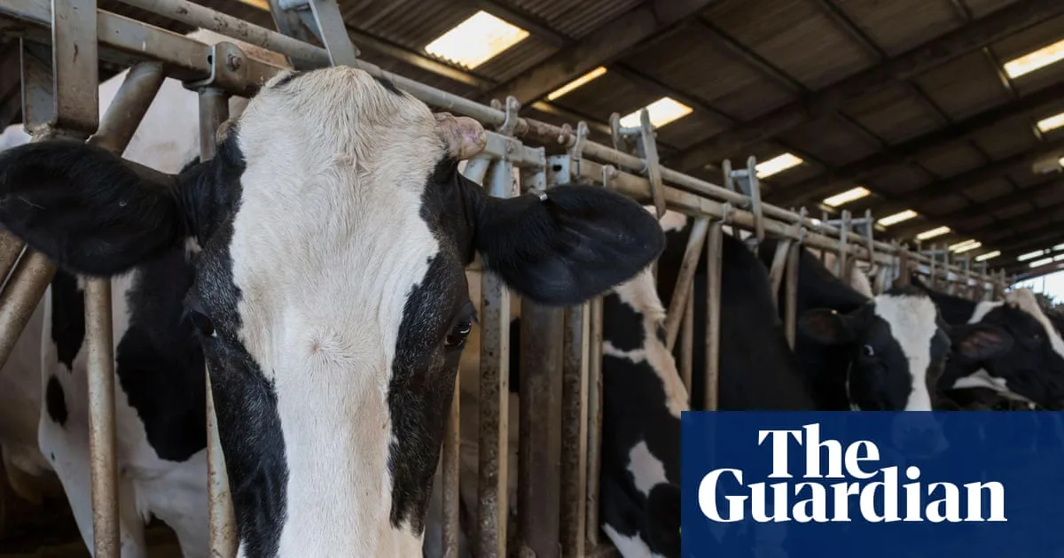 Sharp Rise in UK Battery Cow Dairy Farms as Costs Soar