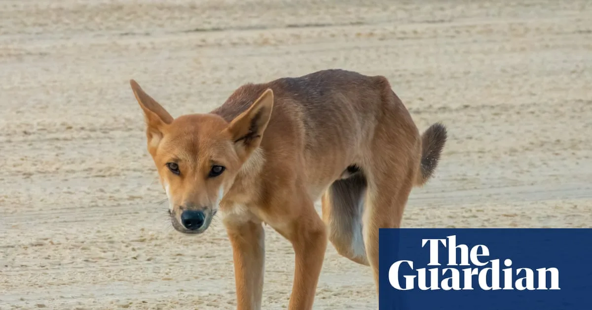 Dingo Pack to Be Euthanised After Canadian Tourist's Death on K'gari