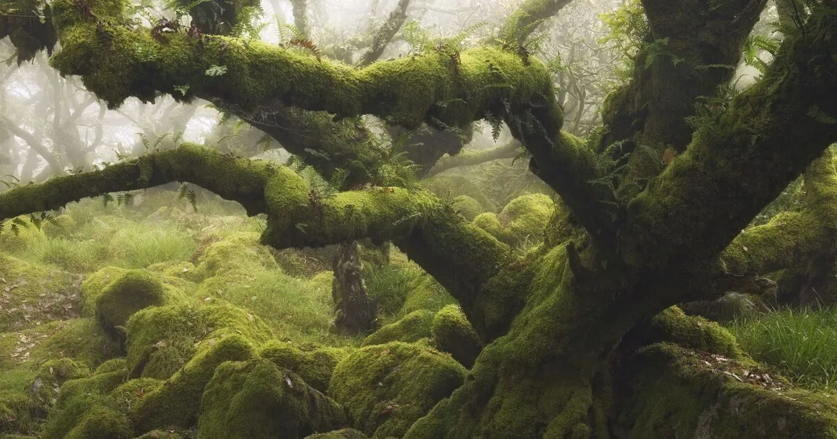 Ancient UK Woodland Named Among World's Most Beautiful Walks