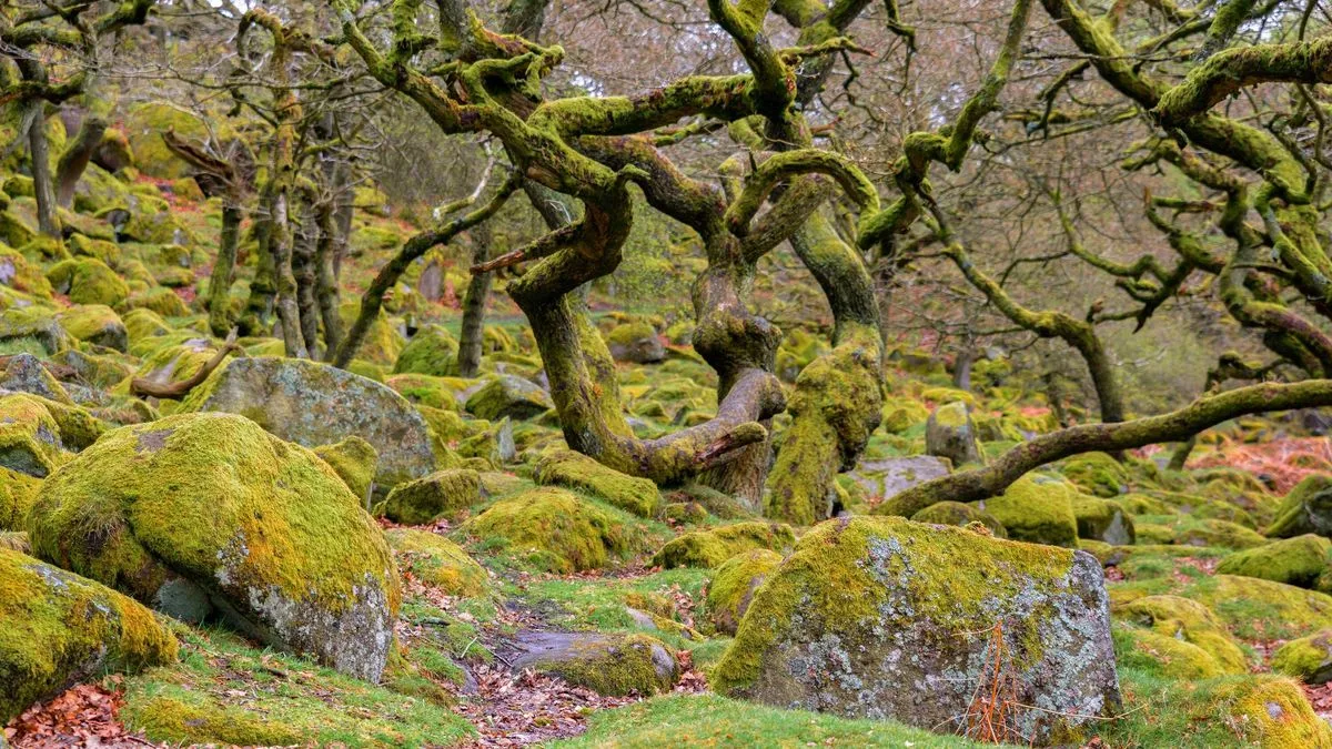 Ancient UK Woodland Named One of Europe's Most Magical Forests