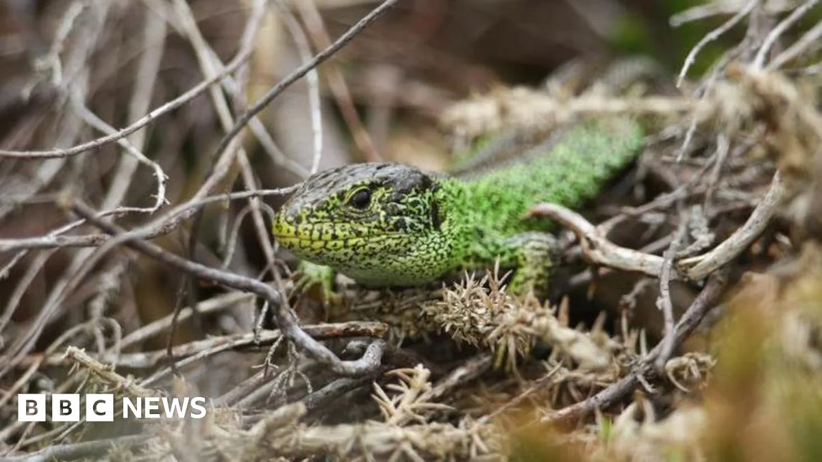 UK's First Heathland Bridge Opens for Wildlife on A3