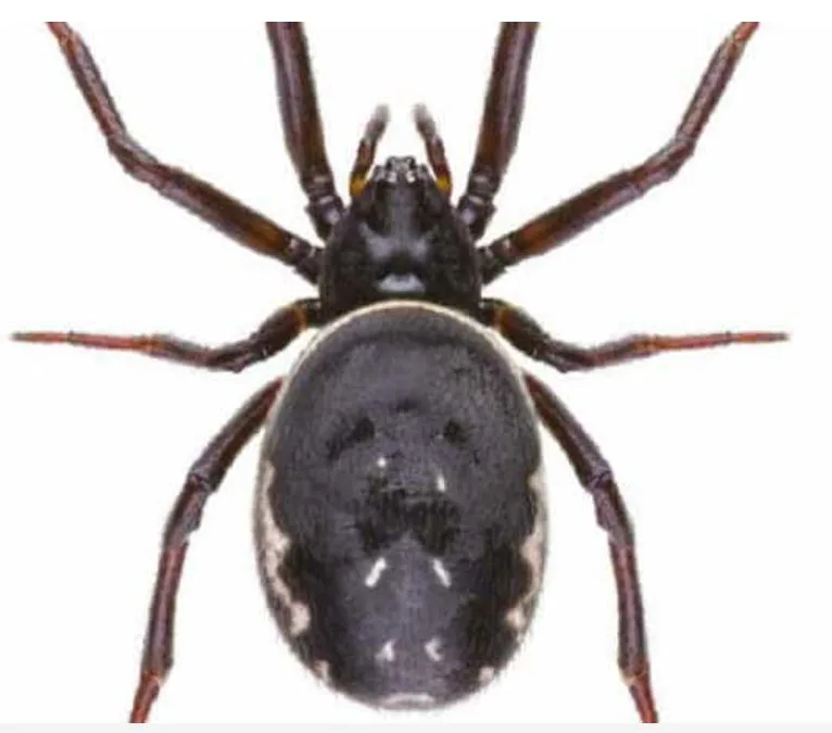 False widow spider spreads in London, hospital admissions double